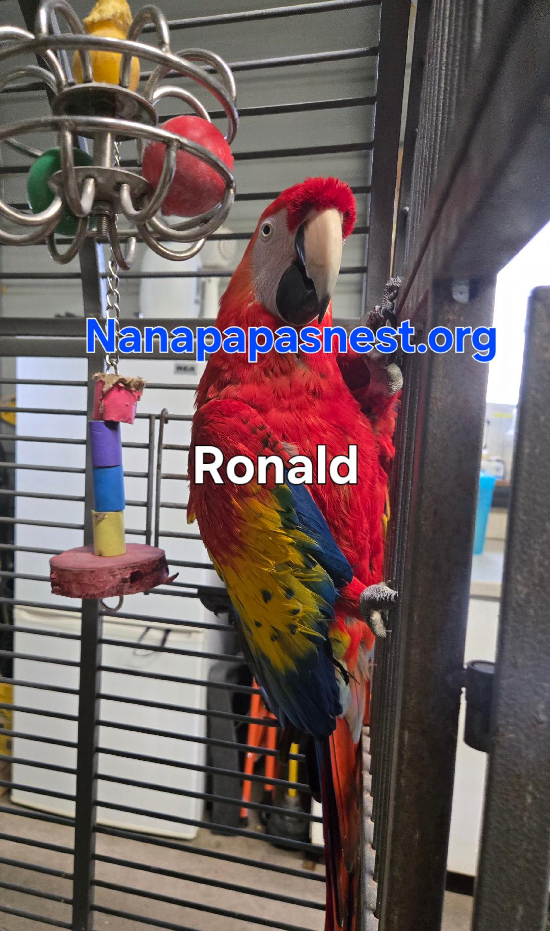 Enlarge Ronald, a Adoptable Macaw in Wakefield, VA image 1/1