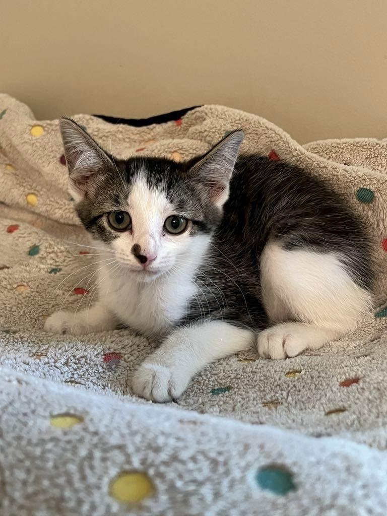 Marlow C Austin, Adoptable, Kitten Female Domestic Short Hair.