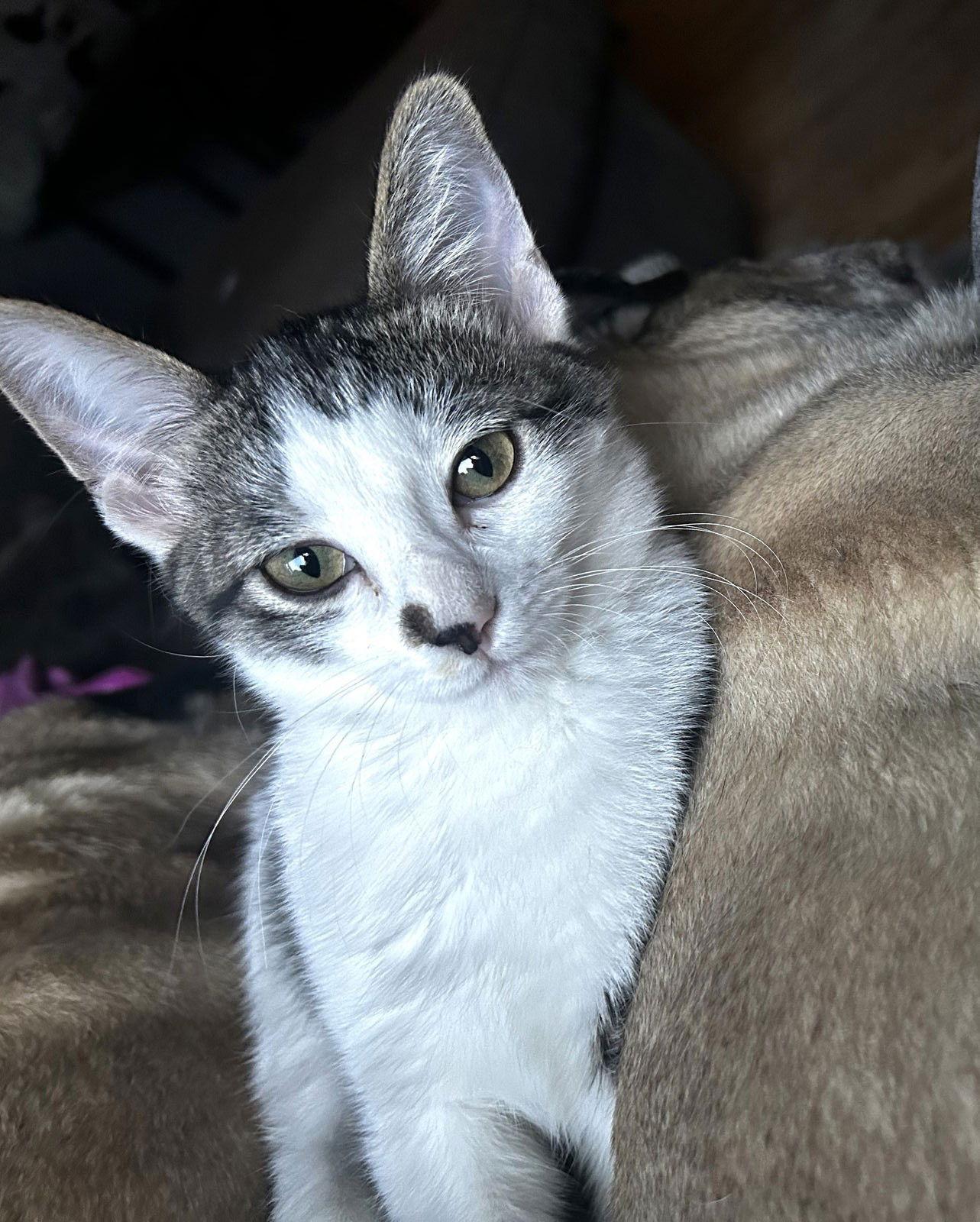 Marlow C Austin, a Adoptable Domestic Short Hair in Saunderstown, RI image 2/3