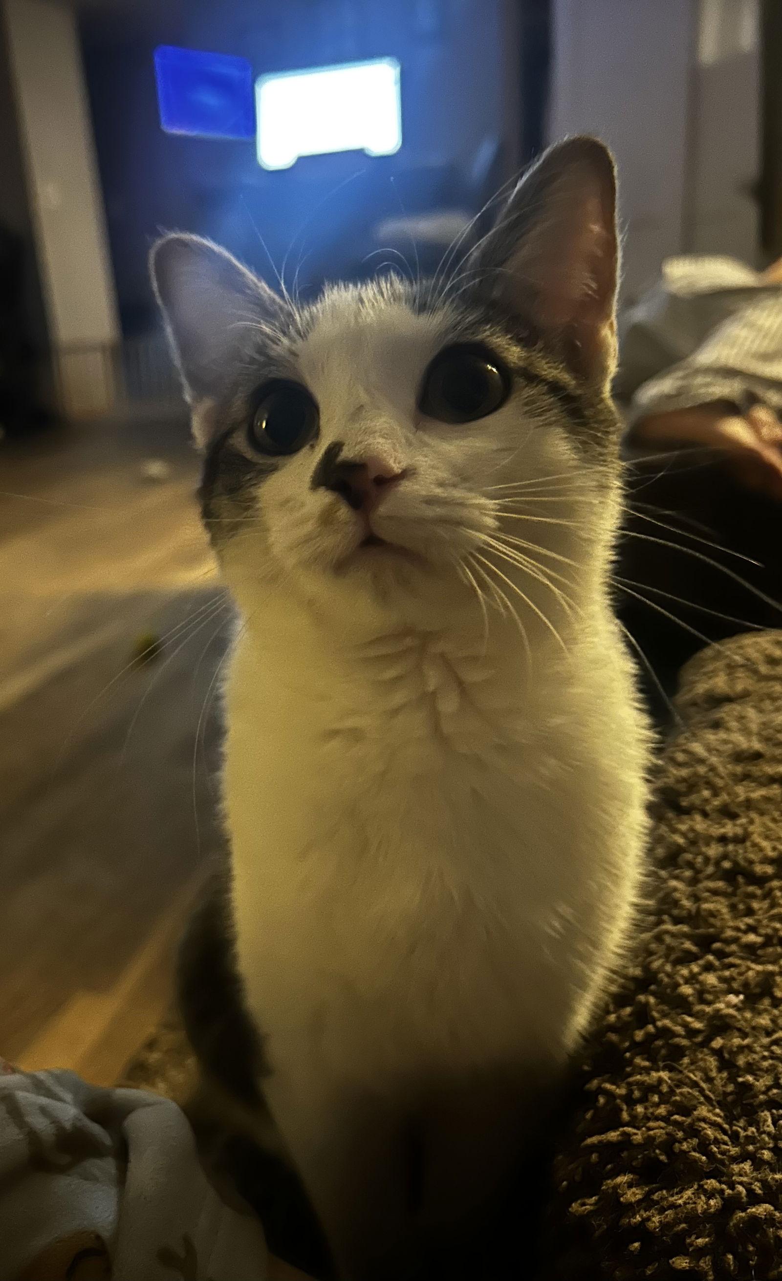 Marlow C Austin — thumbnail 3