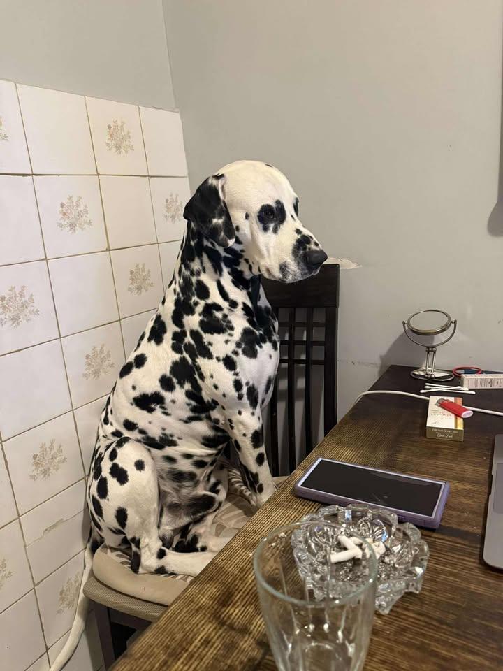 Enlarge Pongo-ADOPTION PENDING, an adopted Dalmatian in Glendale, NY image 3/4