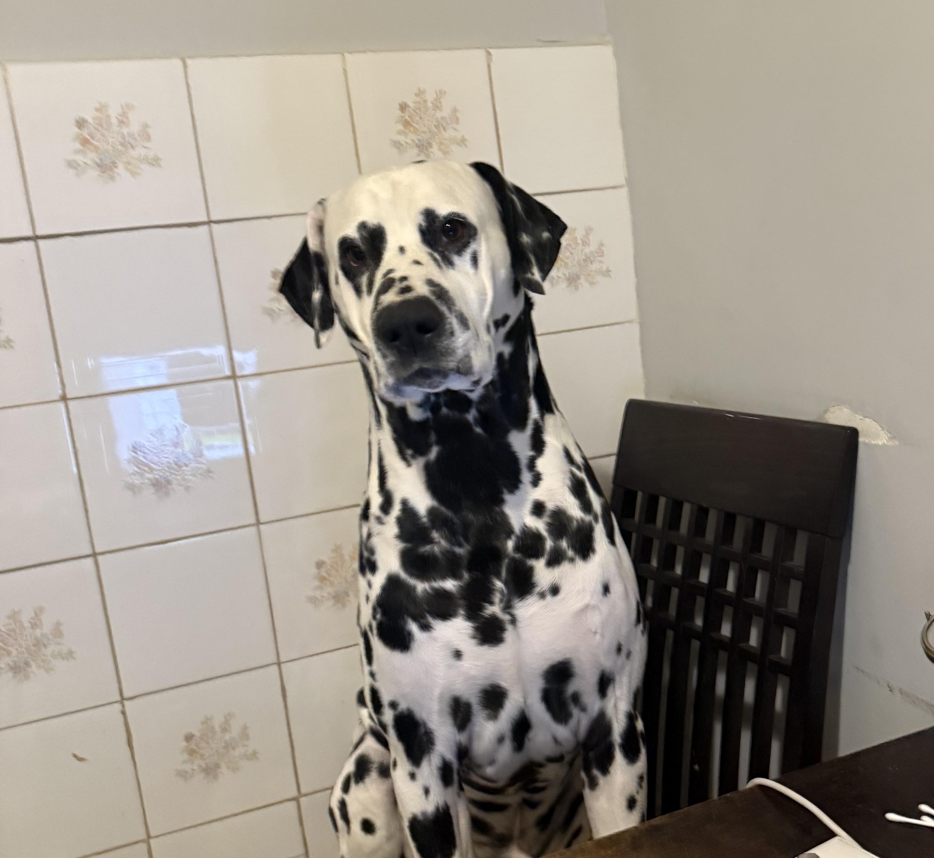Enlarge Pongo-ADOPTION PENDING, an adopted Dalmatian in Glendale, NY image 2/4