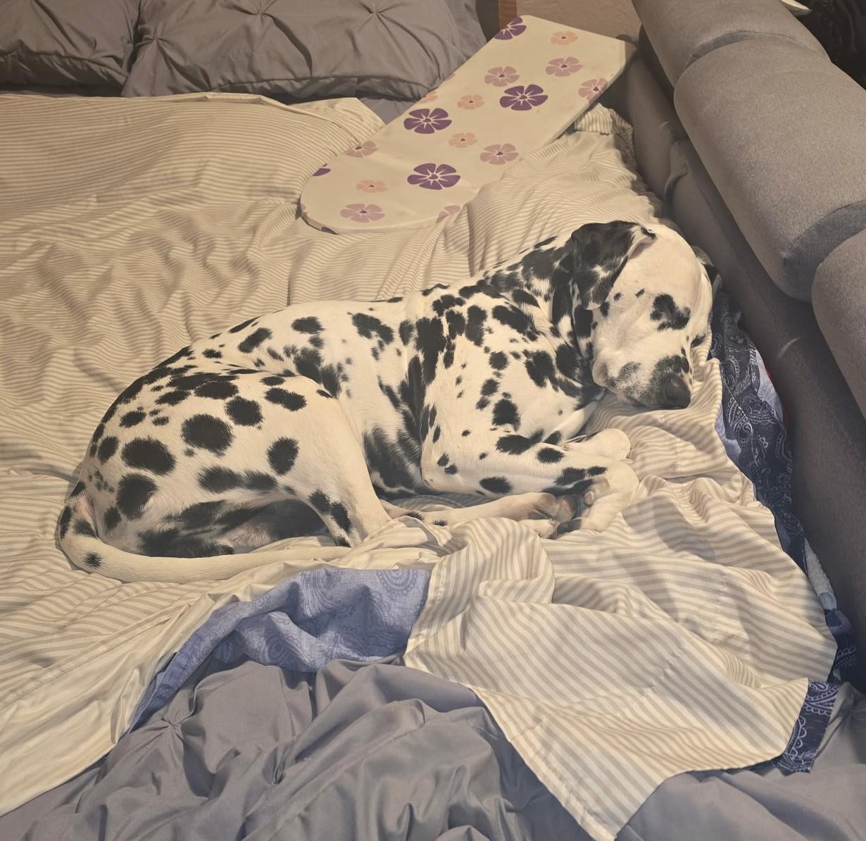 Enlarge Pongo-ADOPTION PENDING, an adopted Dalmatian in Glendale, NY image 1/4