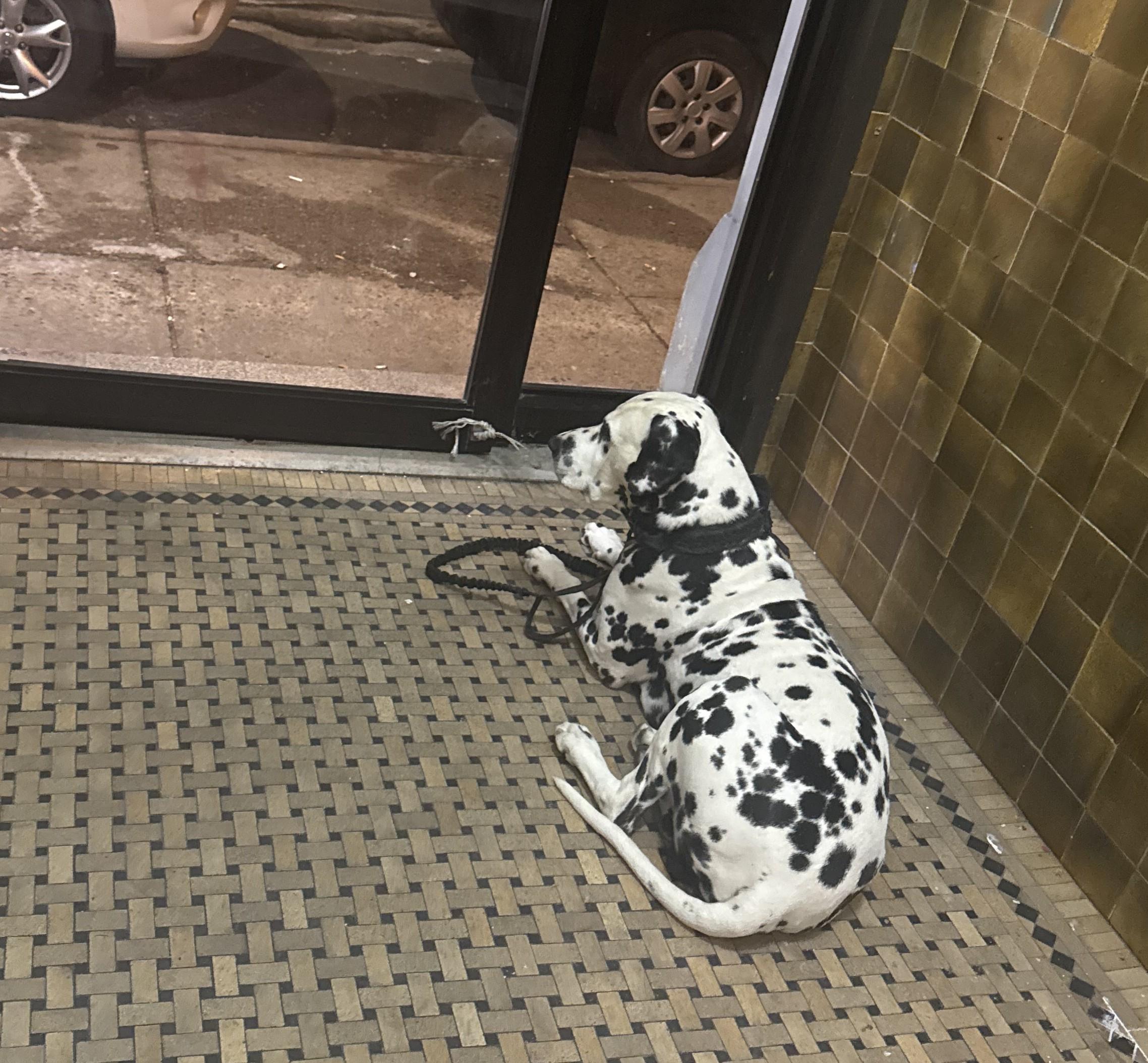 Enlarge Pongo-ADOPTION PENDING, an adopted Dalmatian in Glendale, NY image 4/4