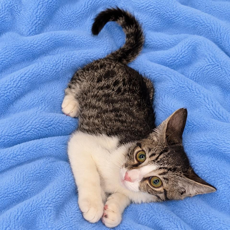Pete, Adoptable, Kitten Male Domestic Short Hair.
