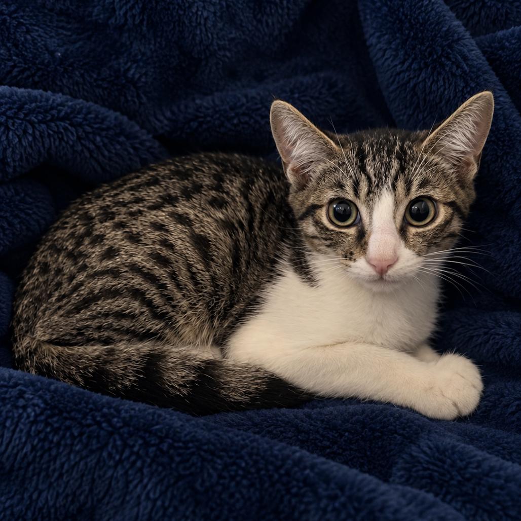 Enlarge Pete, a Adoptable Domestic Short Hair in Tucson, AZ image 2/2