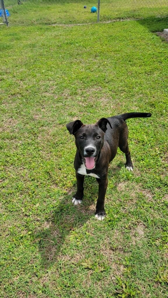Enlarge Trinity, a Adoptable mixed breed in Metter, GA image 1/1
