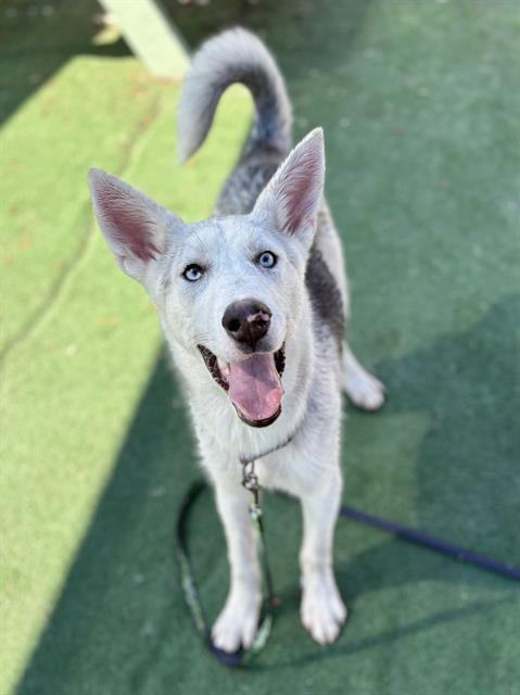 GHOST- IN FOSTER, Adoptable, Young Male Siberian Husky & Mixed Breed.