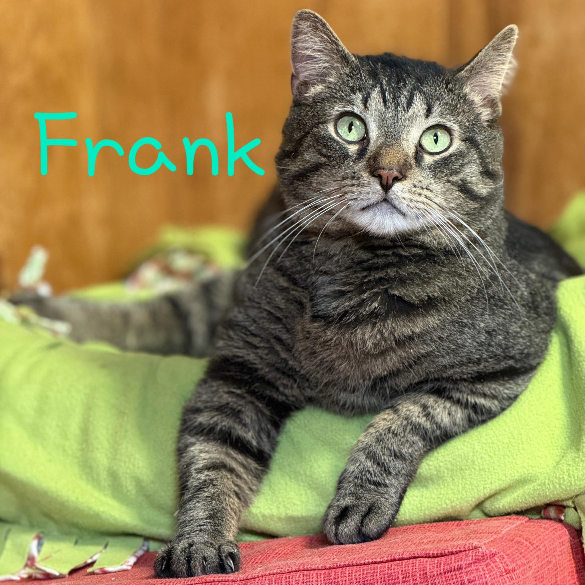Frank, ADOPTABLE, Adult Male Domestic Short Hair.