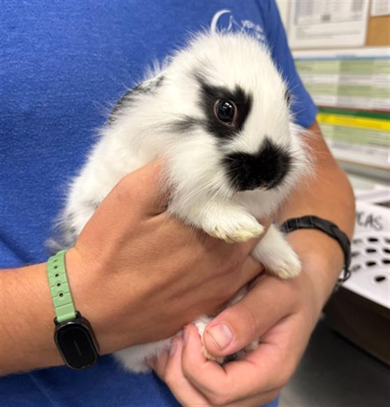 LUCA, Adoptable, Young Male Bunny Rabbit.
