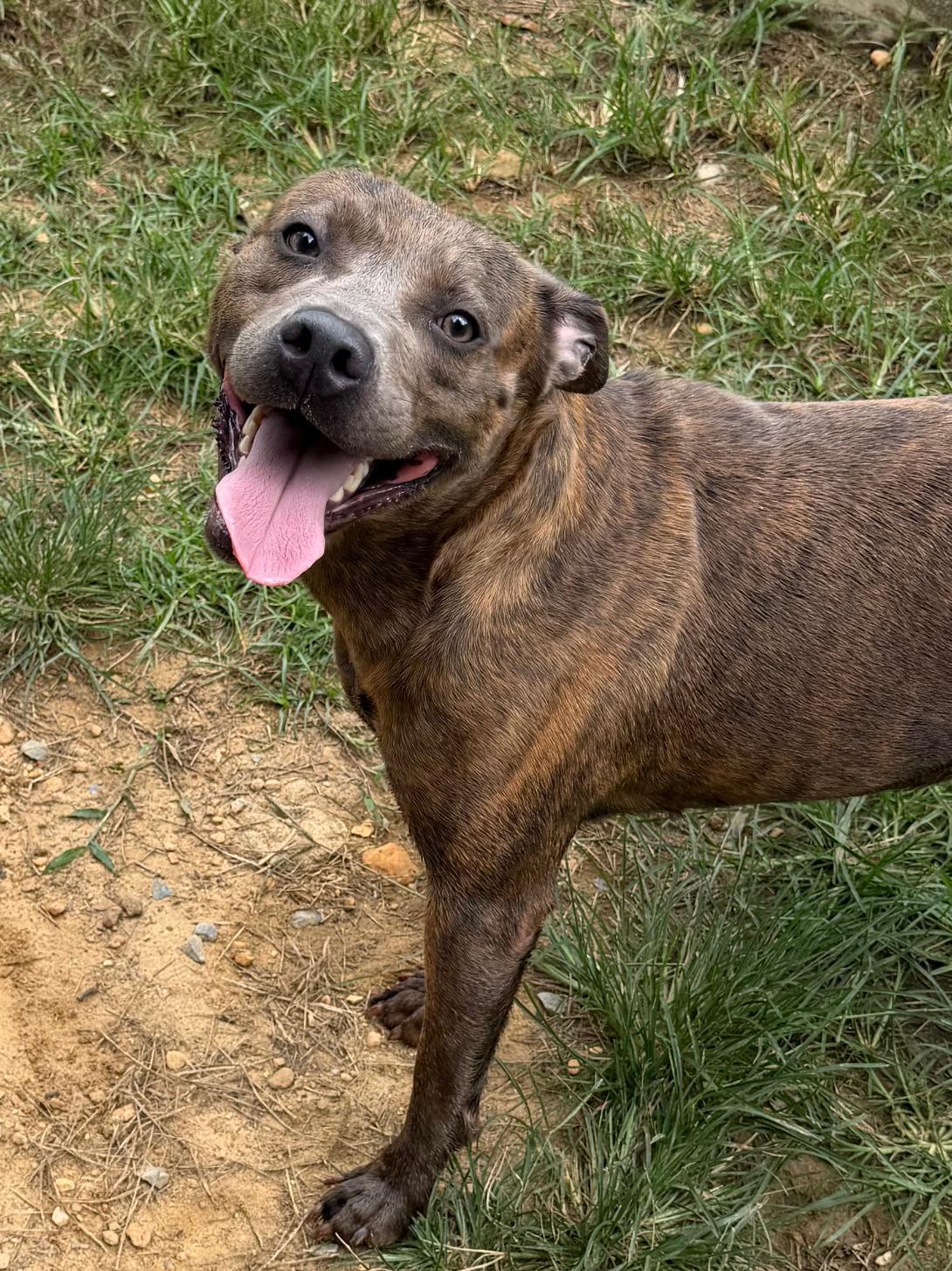 261081  Adrian, Adoptable, Adult Female Pit Bull Terrier.