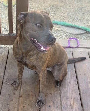Enlarge 261081  Adrian, a Adoptable Pit Bull Terrier in Wetumpka, AL image 2/3
