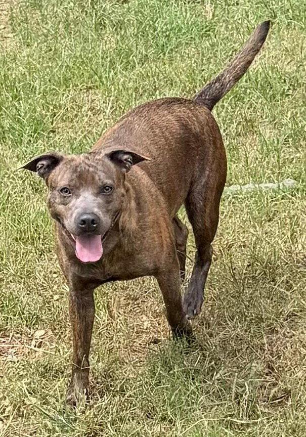 Enlarge 261081  Adrian, a Adoptable Pit Bull Terrier in Wetumpka, AL image 3/3