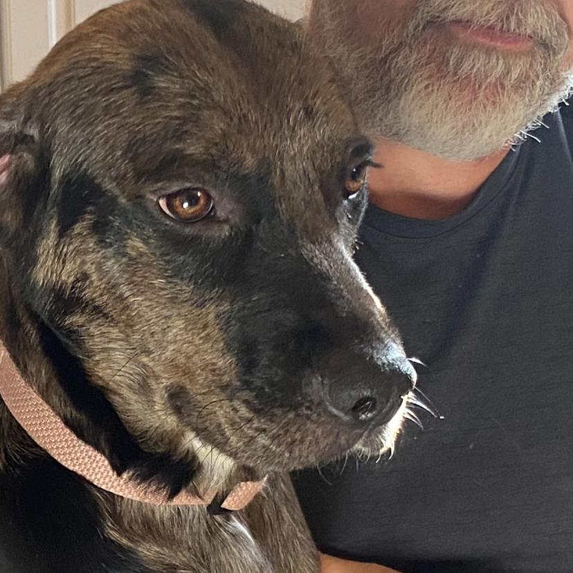 Lincoln, a Adoptable mixed breed in Huntsville, AL image 1/4