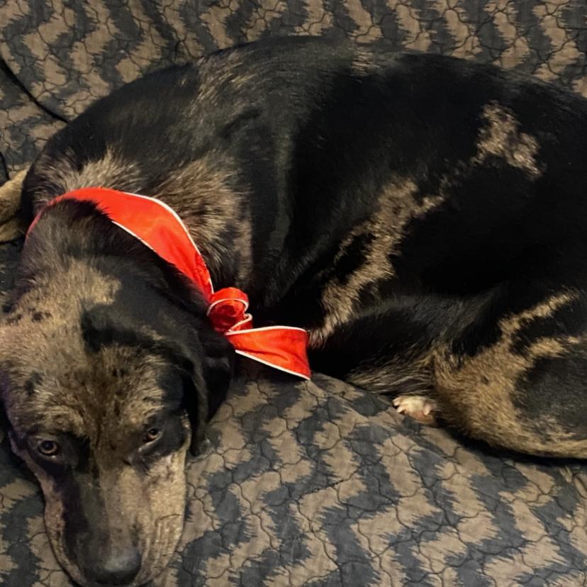 Lincoln, a Adoptable mixed breed in Huntsville, AL image 2/4
