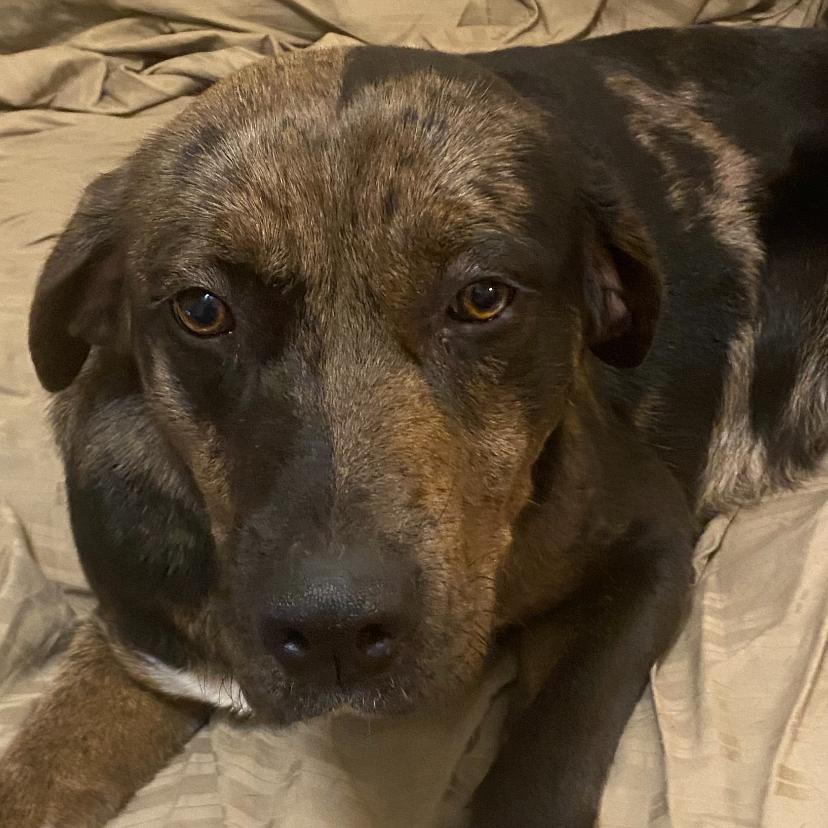 Lincoln, a Adoptable mixed breed in Huntsville, AL image 3/4