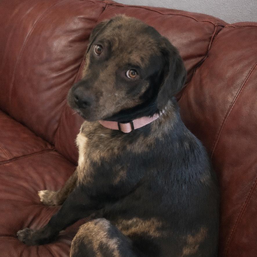 Lincoln, a Adoptable mixed breed in Huntsville, AL image 4/4