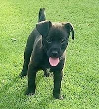 Pip, Adoptable, Puppy Male Chihuahua.