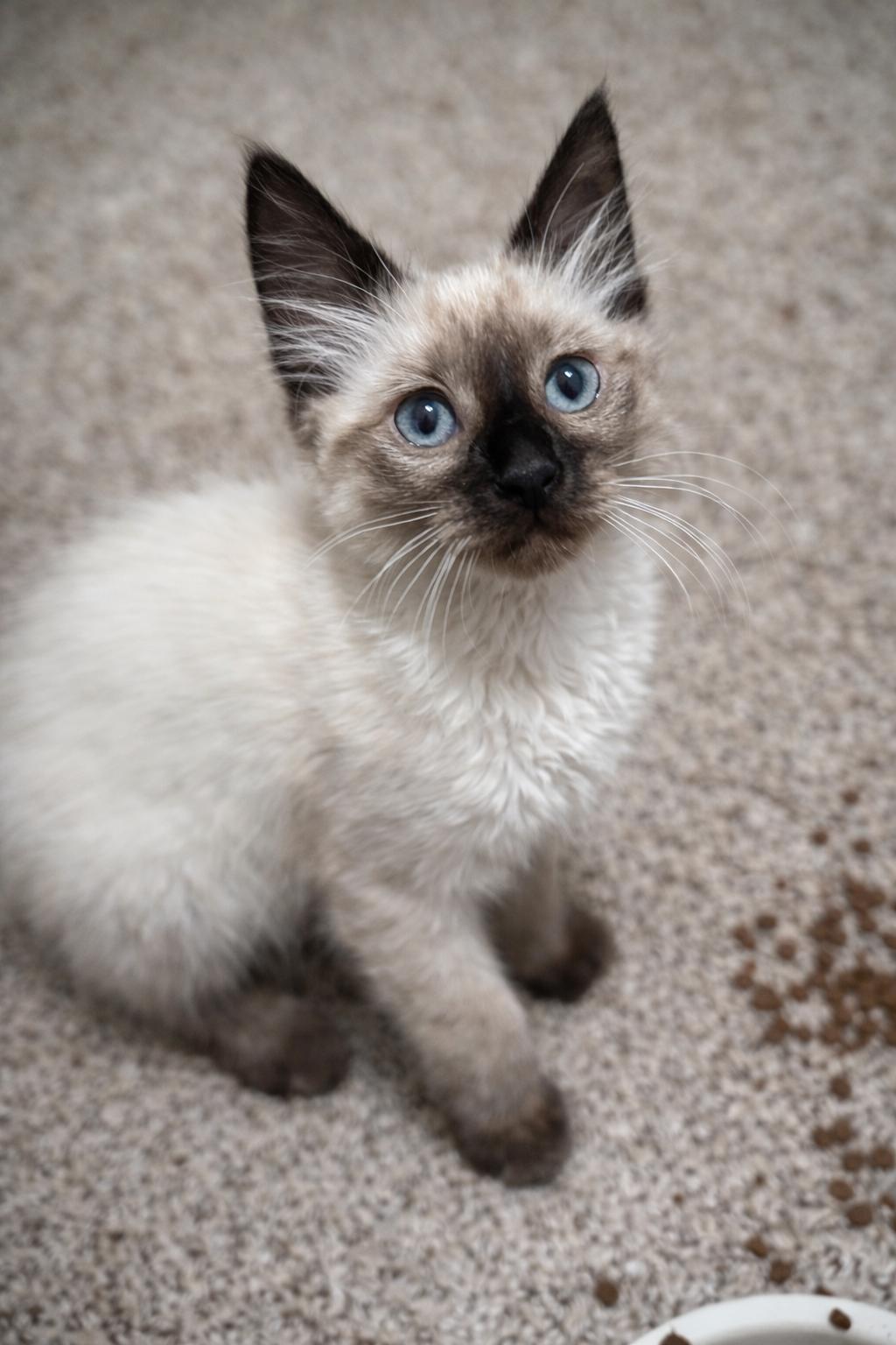Tinker, Adopted, Young Female Siamese.