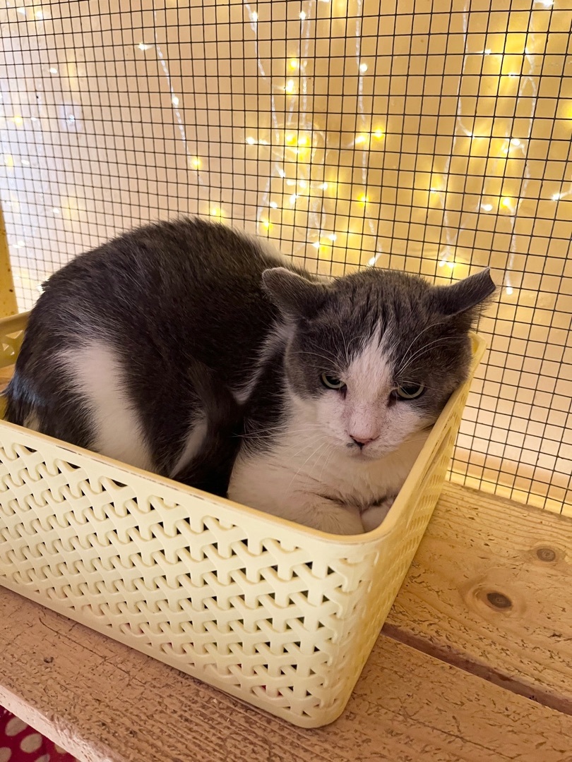 Enlarge Buddy, a Adoptable Domestic Short Hair in Memphis, TN image 2/2