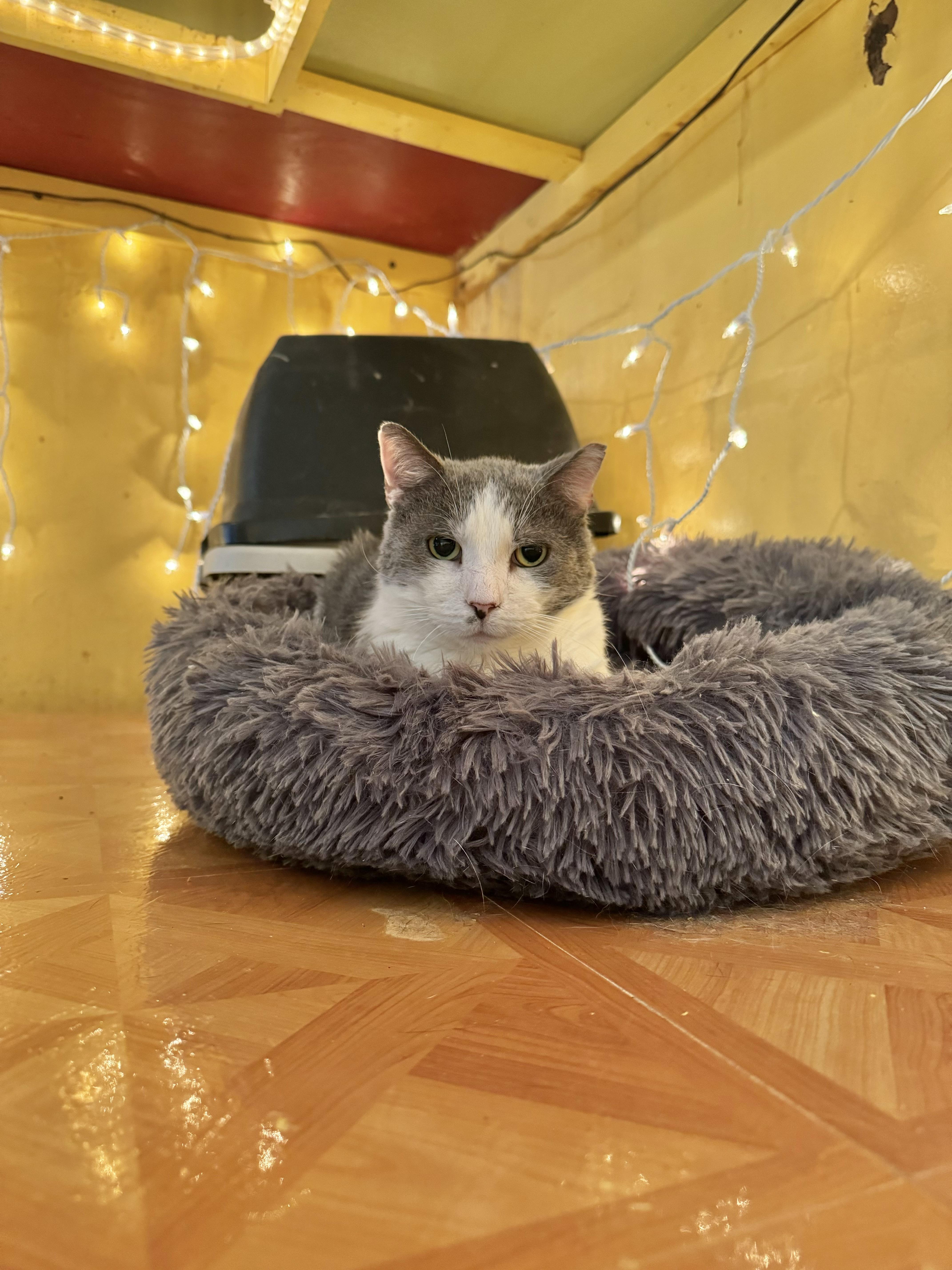 Enlarge Buddy, a Adoptable Domestic Short Hair in Memphis, TN image 1/2