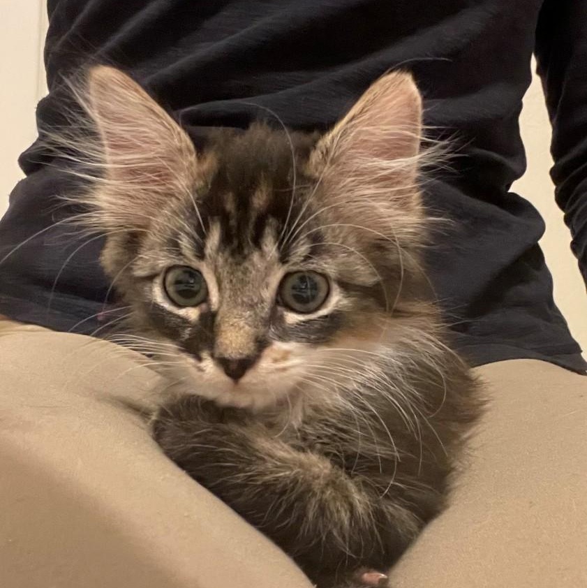 Enlarge Missy Vanourek , an adopted mixed breed in Denver, CO image 3/6