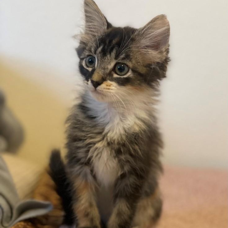 Missy Vanourek , adopted, Kitten Female Domestic Medium Hair & Calico.