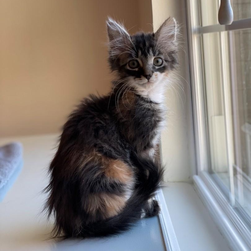 Enlarge Missy Vanourek , an adopted mixed breed in Denver, CO image 2/6