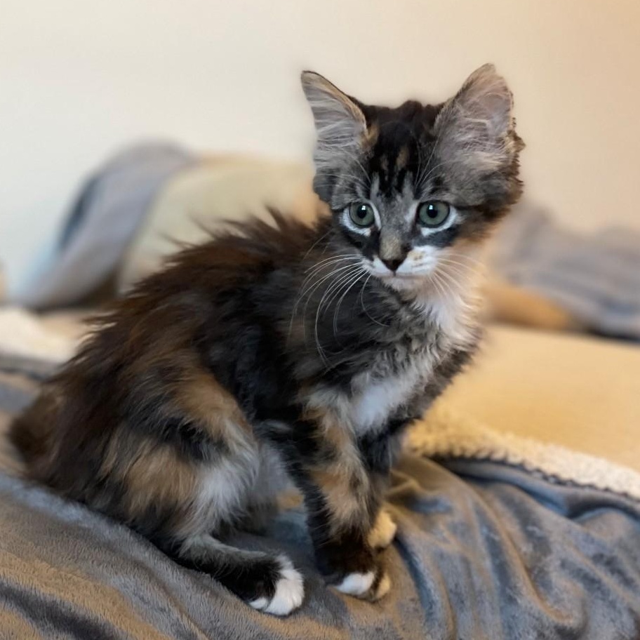 Enlarge Missy Vanourek , an adopted mixed breed in Denver, CO image 5/6