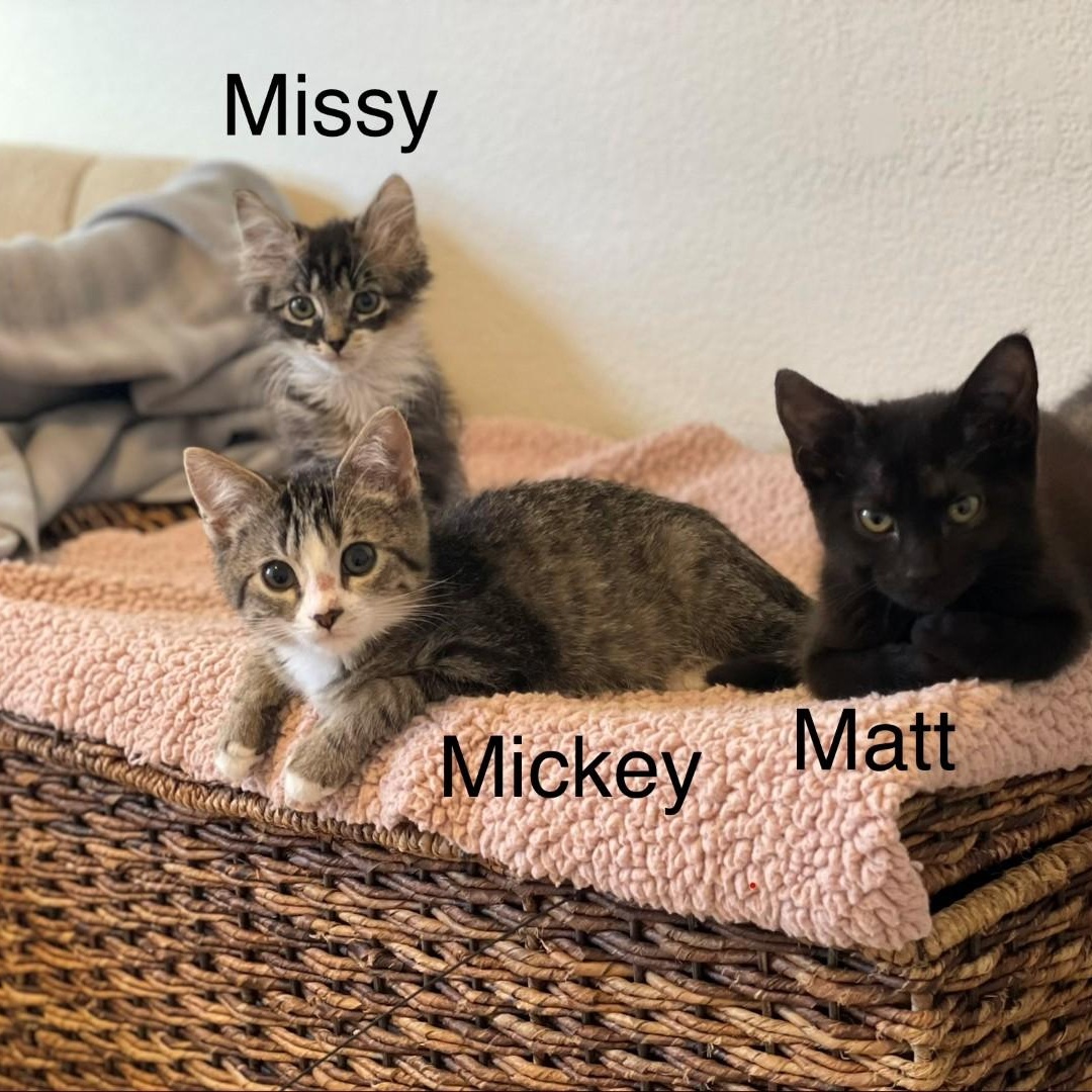 Enlarge Missy Vanourek , an adopted mixed breed in Denver, CO image 4/6