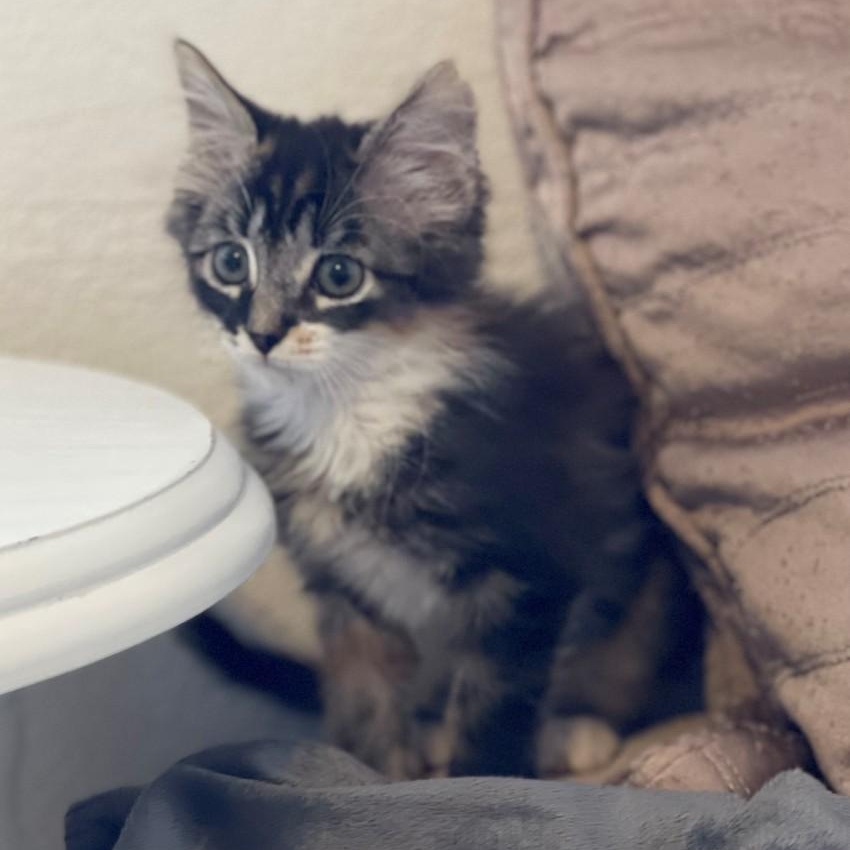 Enlarge Missy Vanourek , an adopted mixed breed in Denver, CO image 6/6