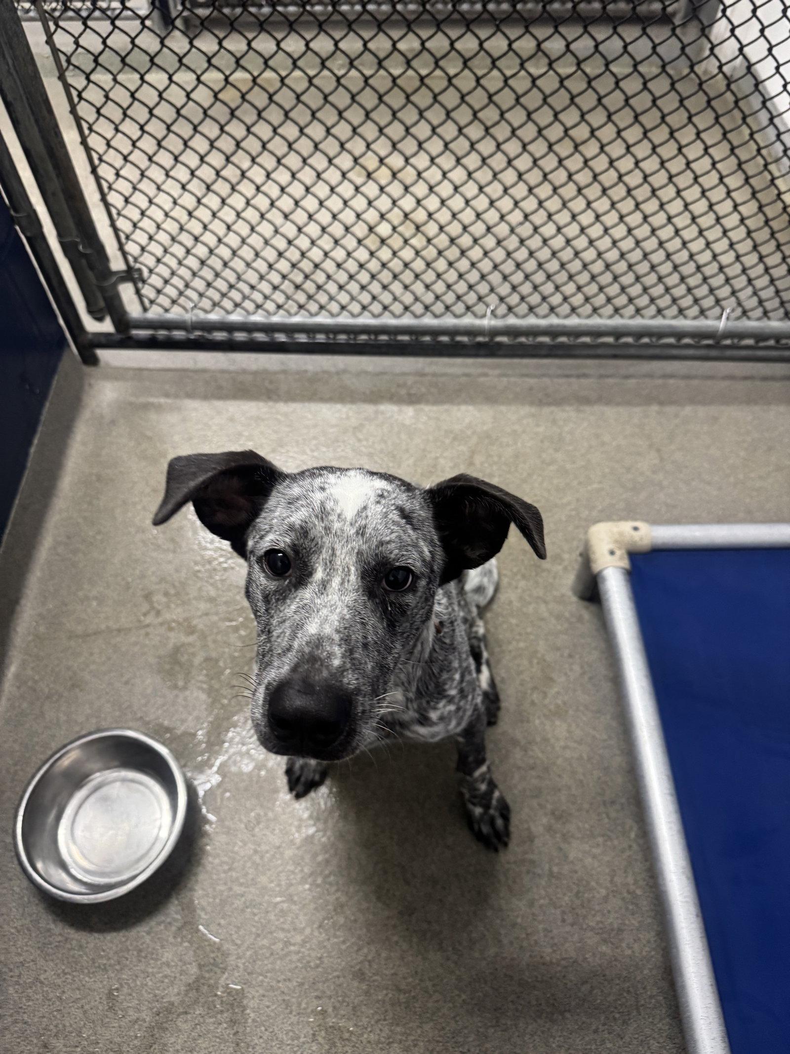 Boudreaux 9 months AVA 9/30, Adoptable, Young Male Cattle Dog.