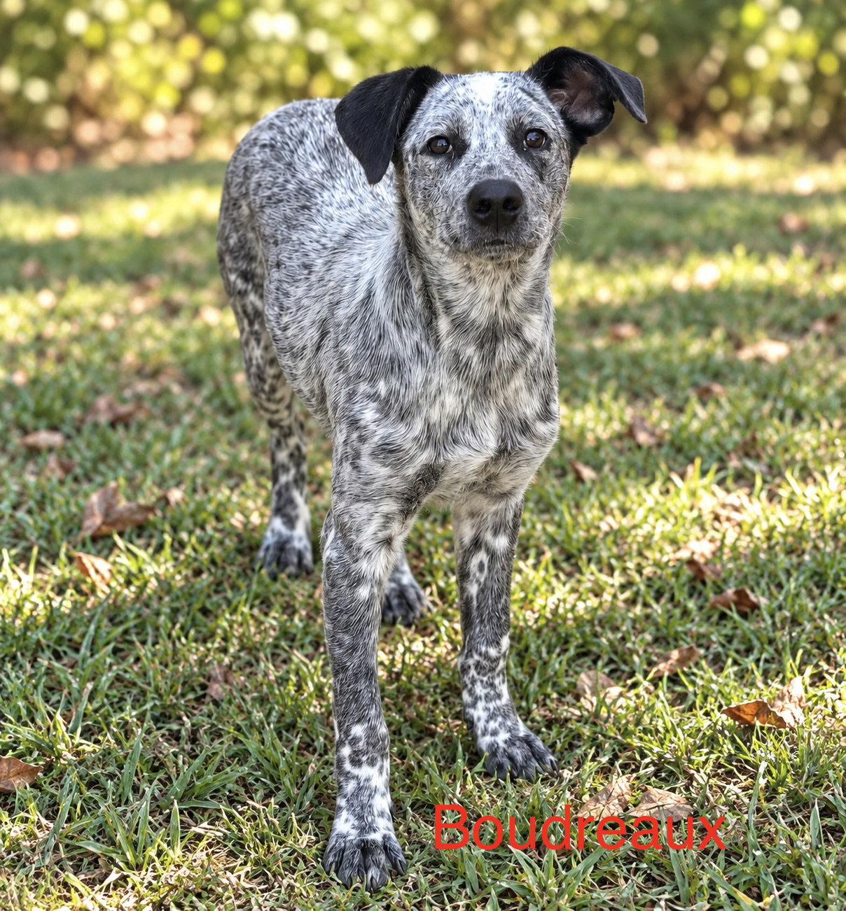 Enlarge Boudreaux 9 months AVA 9/30, a Adoptable Cattle Dog in Sterling, MA image 2/2