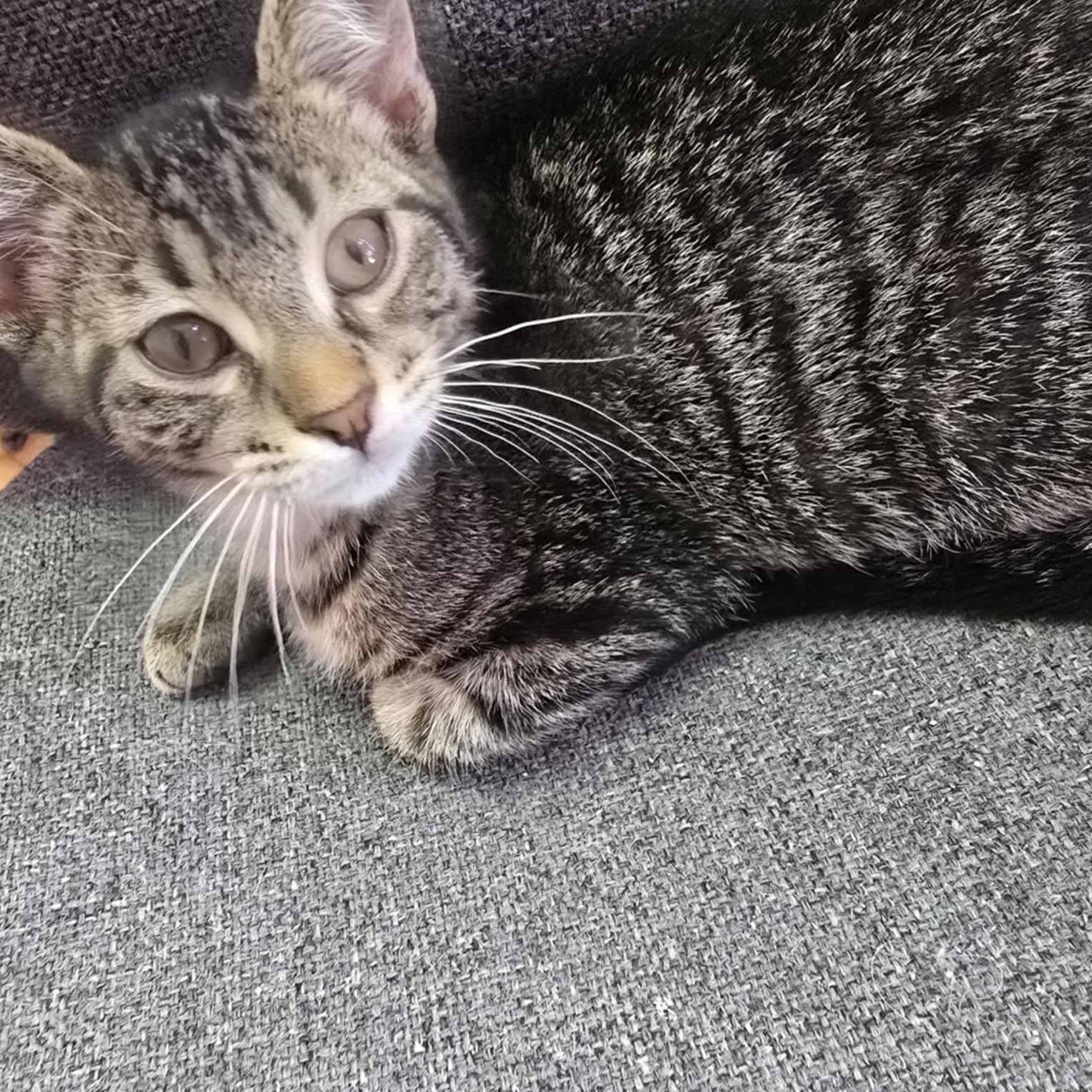 Rex, Baby Male Domestic Short Hair