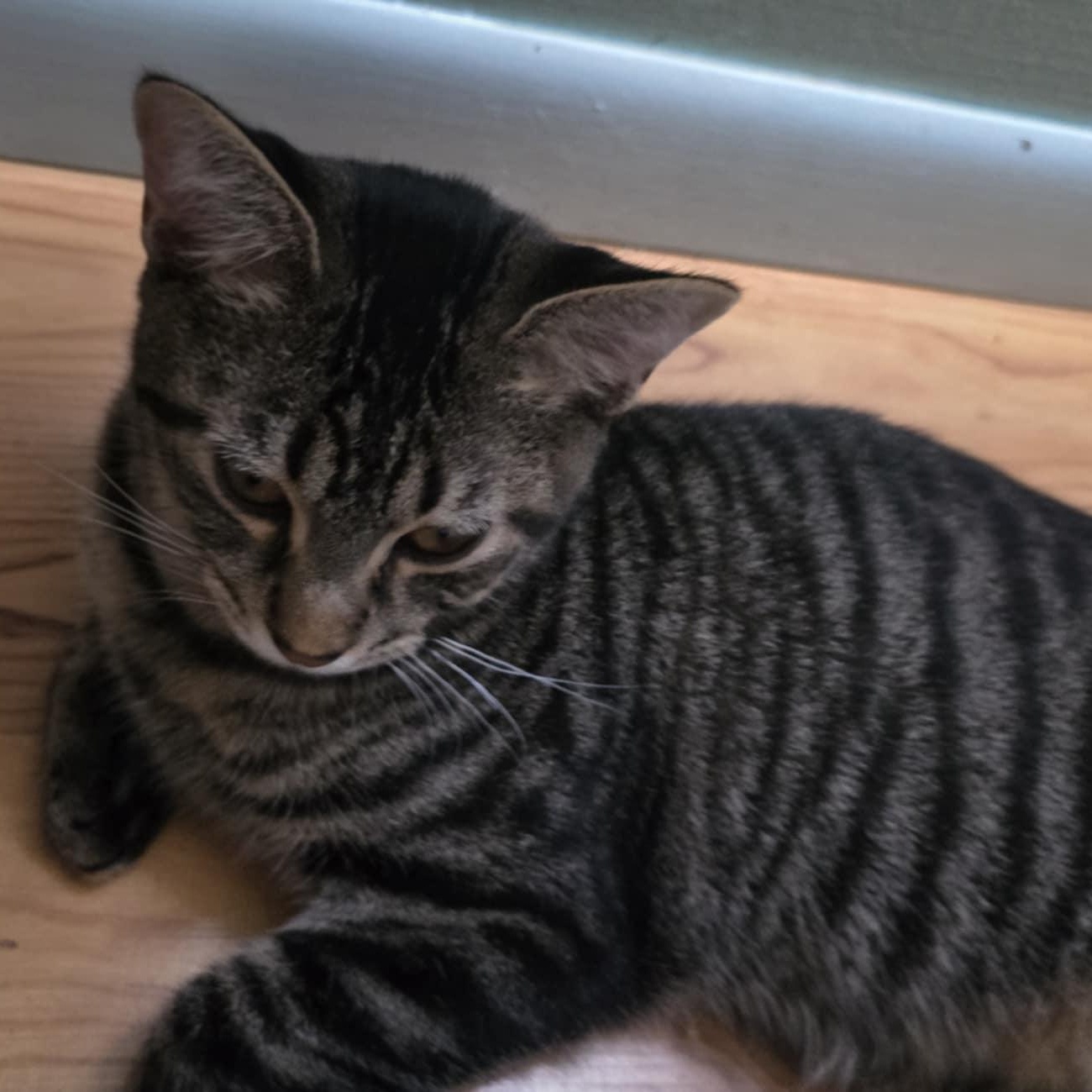 Rex, a Adoptable Domestic Short Hair in Owatonna, MN image 3/3