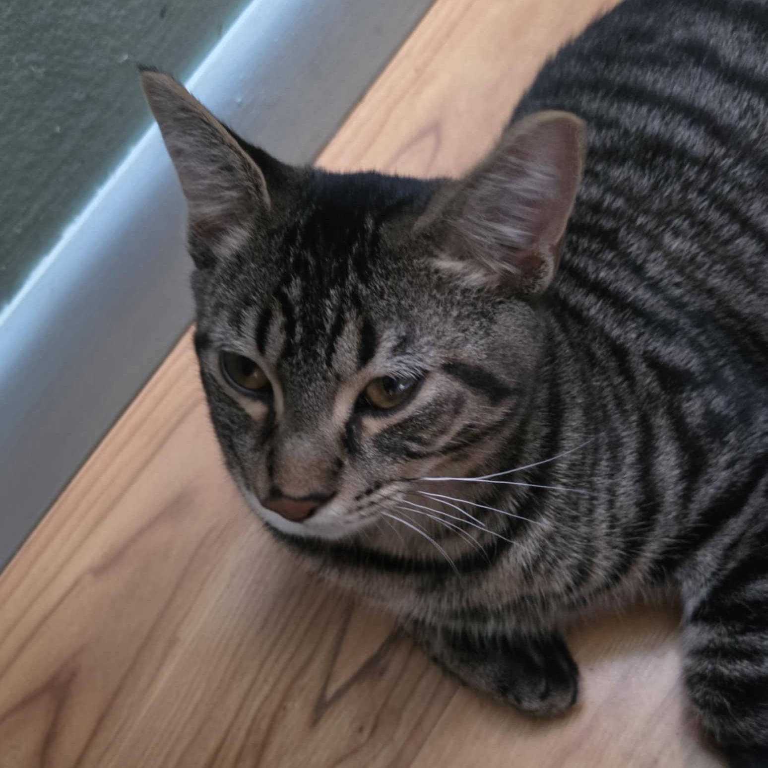 Rex, a Adoptable Domestic Short Hair in Owatonna, MN image 1/3
