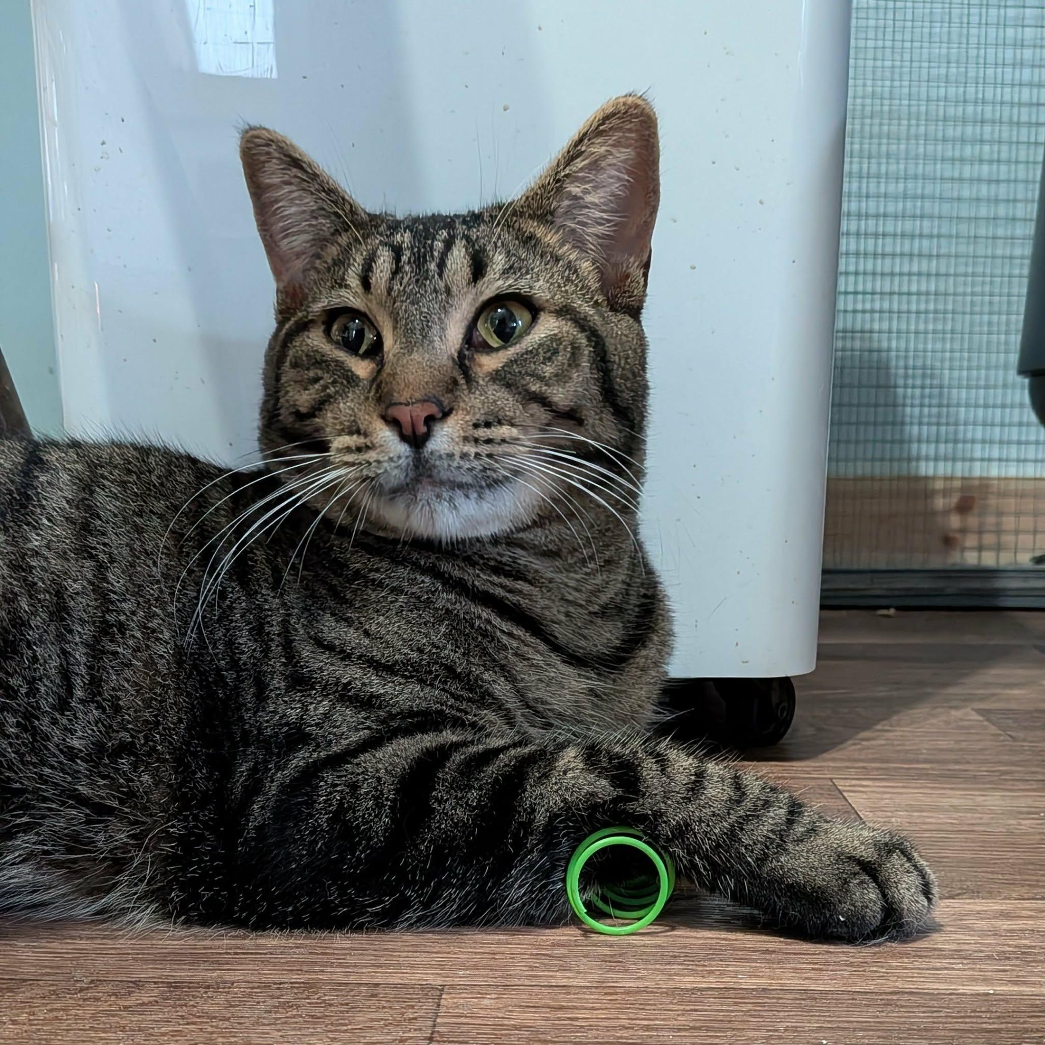 Rex, Adoptable, Young Male Domestic Short Hair.