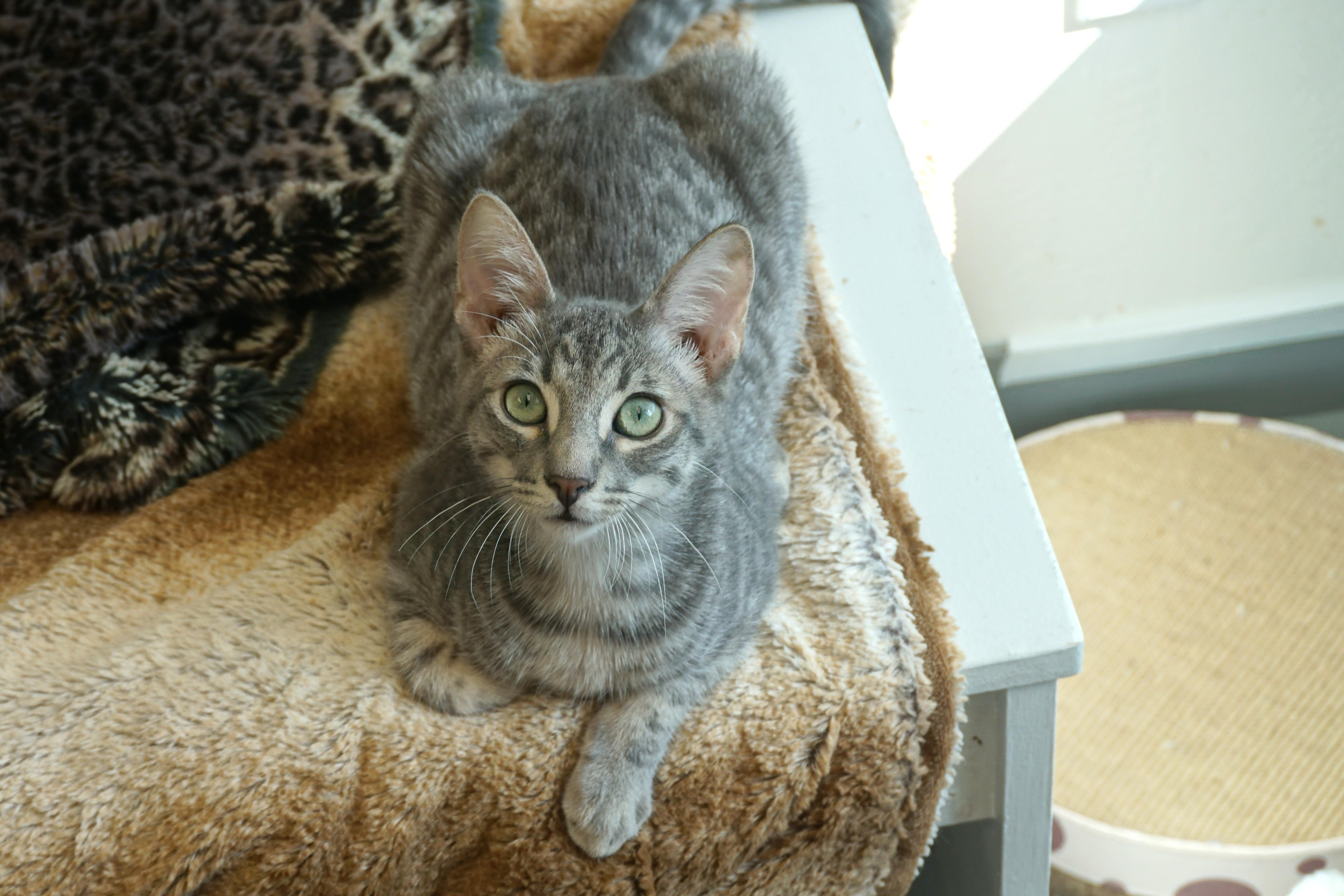 Enlarge Oaky Oak, a Adopted Domestic Short Hair in Fountain Hills, AZ image 2/5