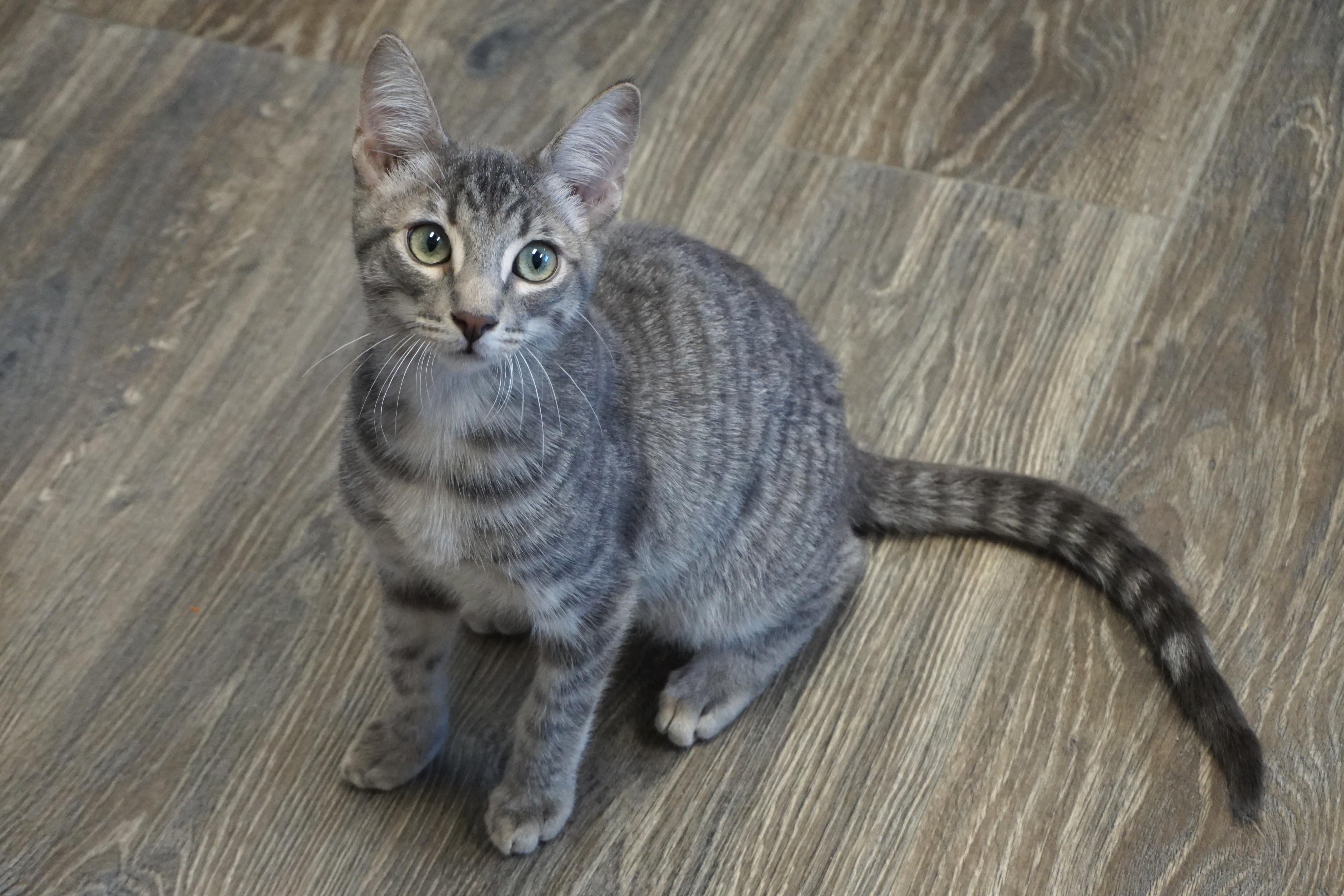 Enlarge Oaky Oak, a Adopted Domestic Short Hair in Fountain Hills, AZ image 4/5