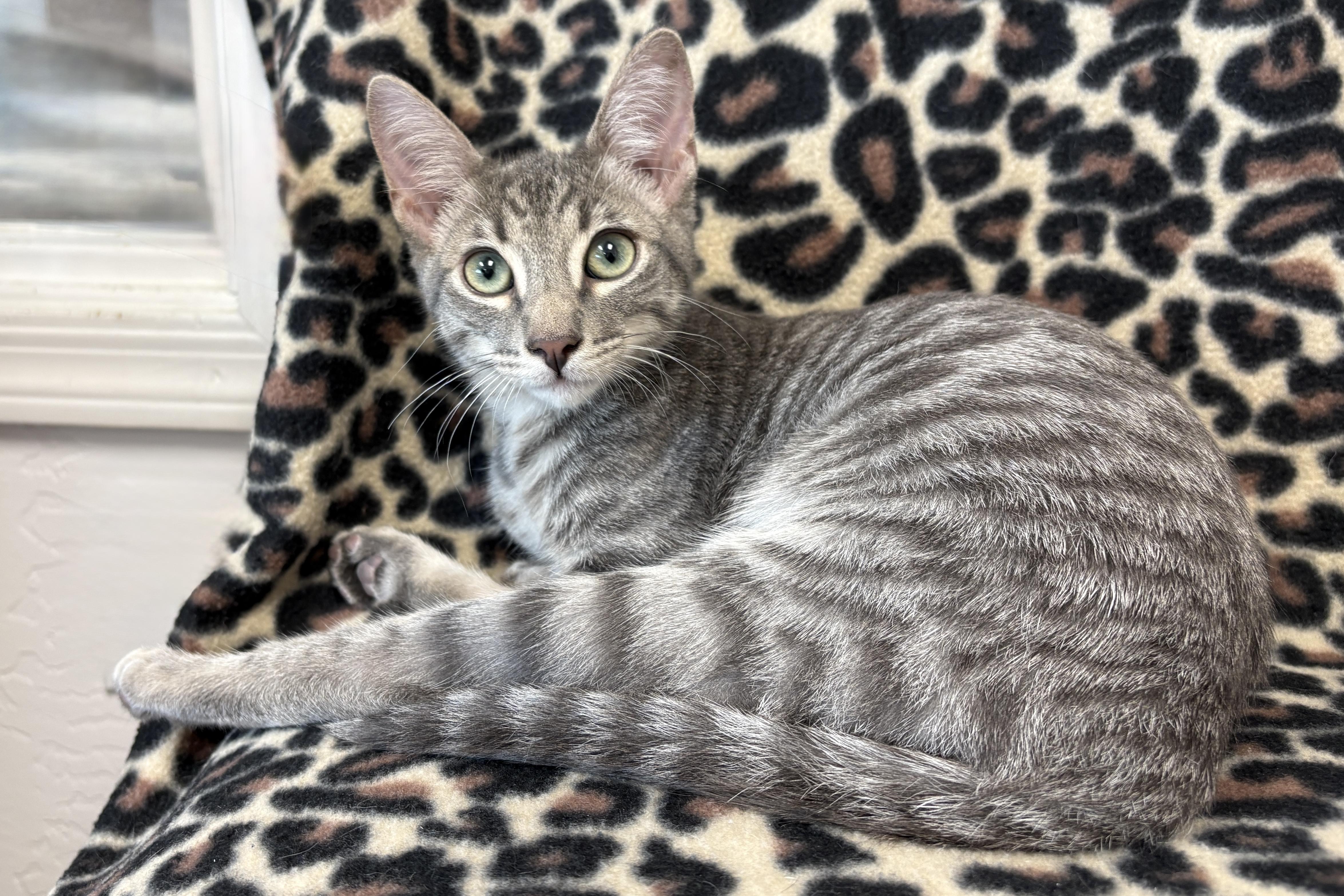 Enlarge Oaky Oak, a Adopted Domestic Short Hair in Fountain Hills, AZ image 5/5