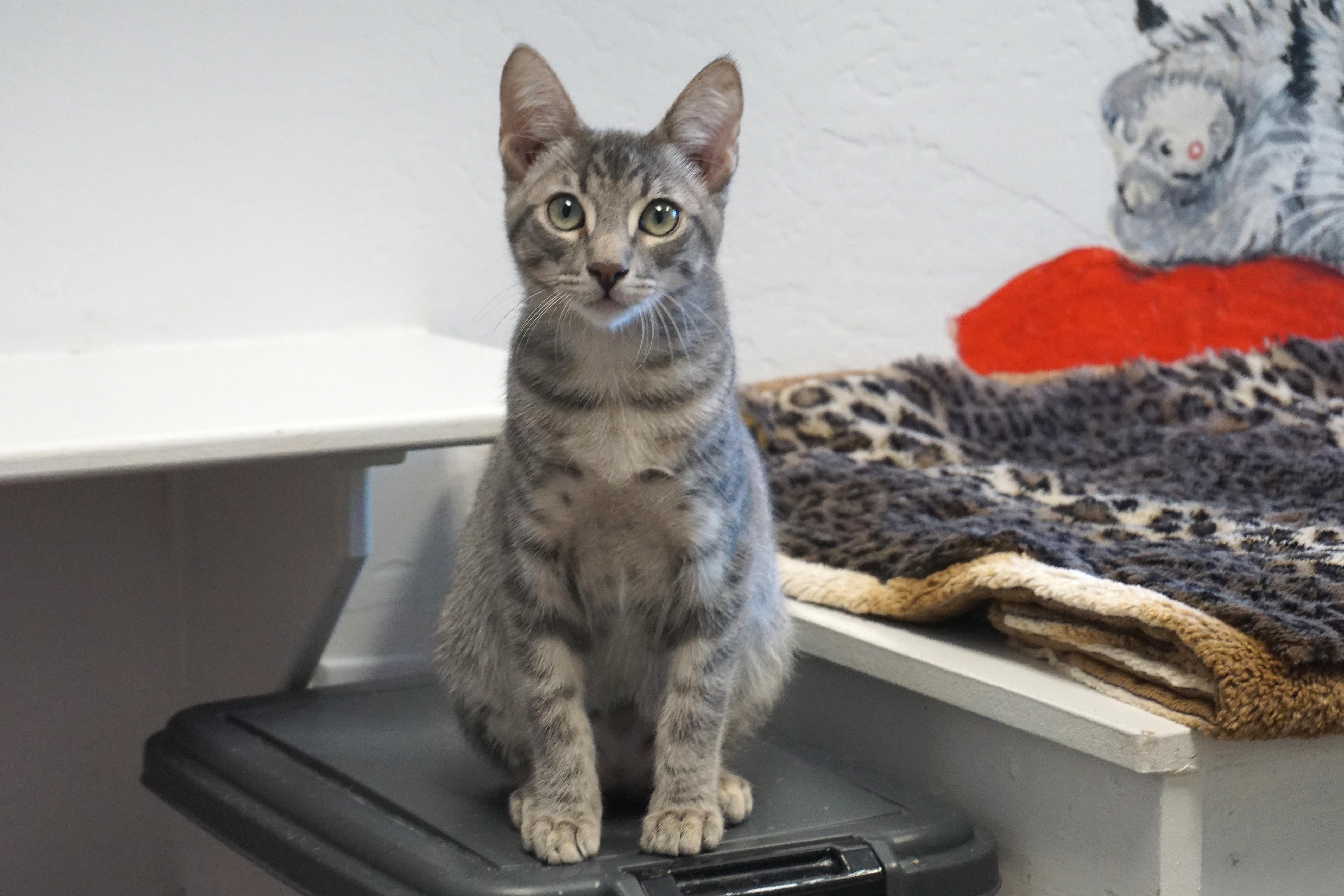 Enlarge Oaky Oak, a Adopted Domestic Short Hair in Fountain Hills, AZ image 3/5
