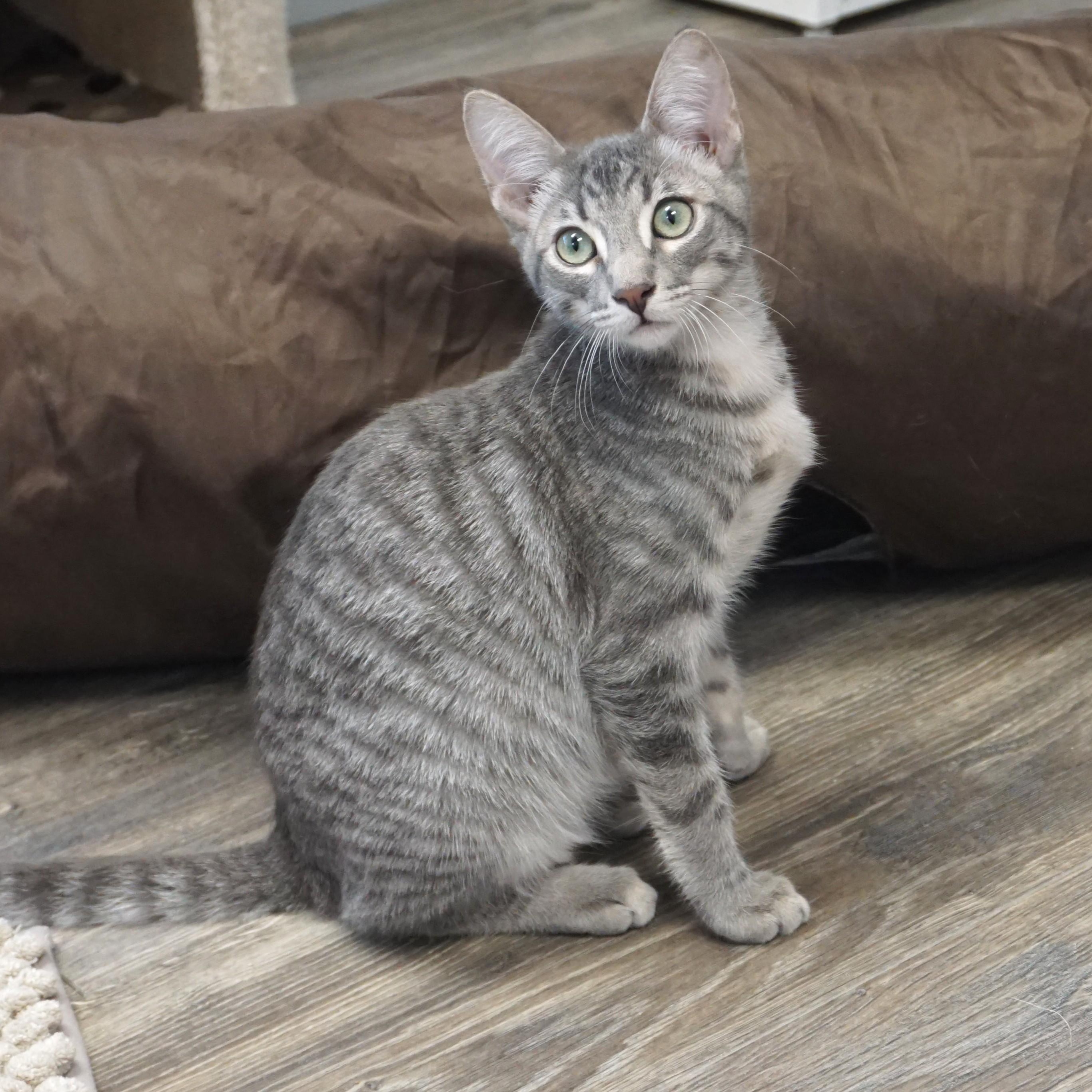 Oaky Oak, Adopted, Kitten Male Domestic Short Hair.