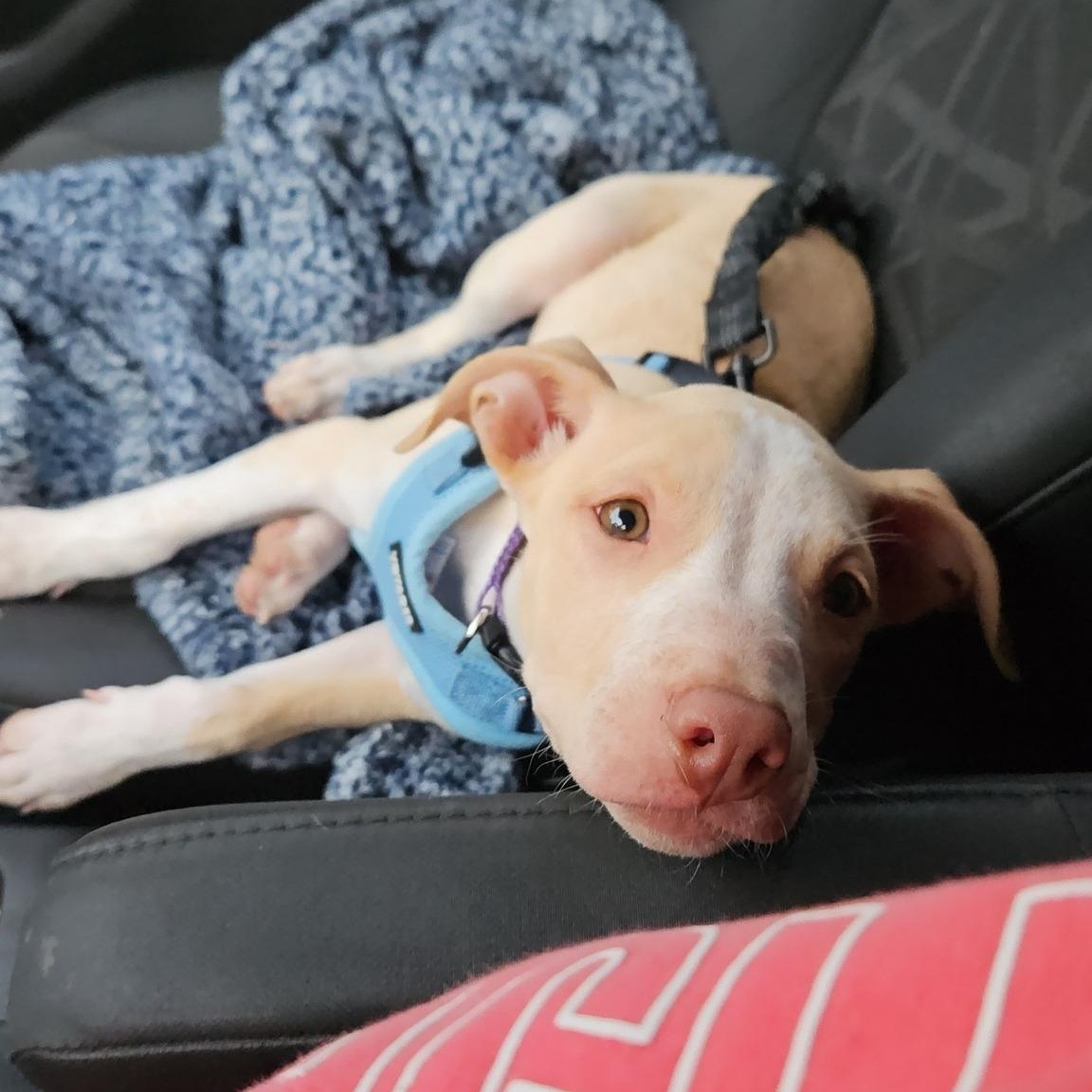 Faye (Felicity's Pup)