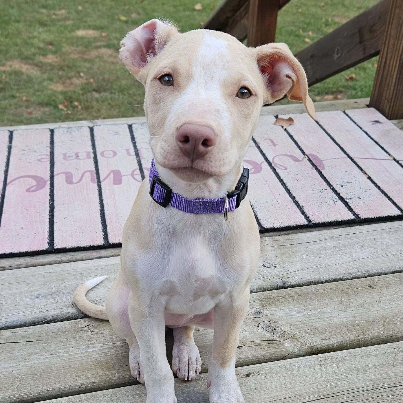 Faye (Felicity's Pup)