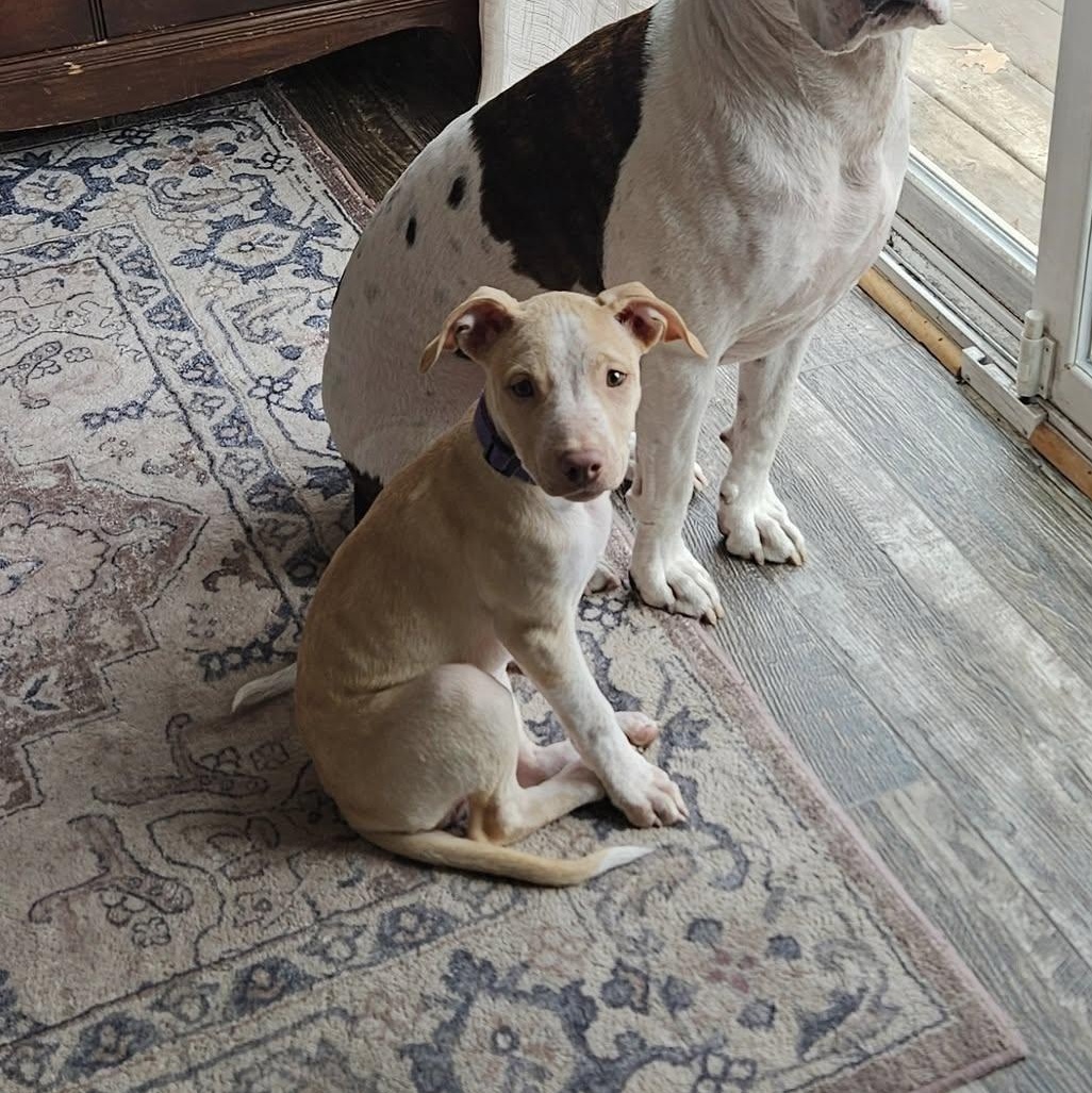 Faye (Felicity's Pup)