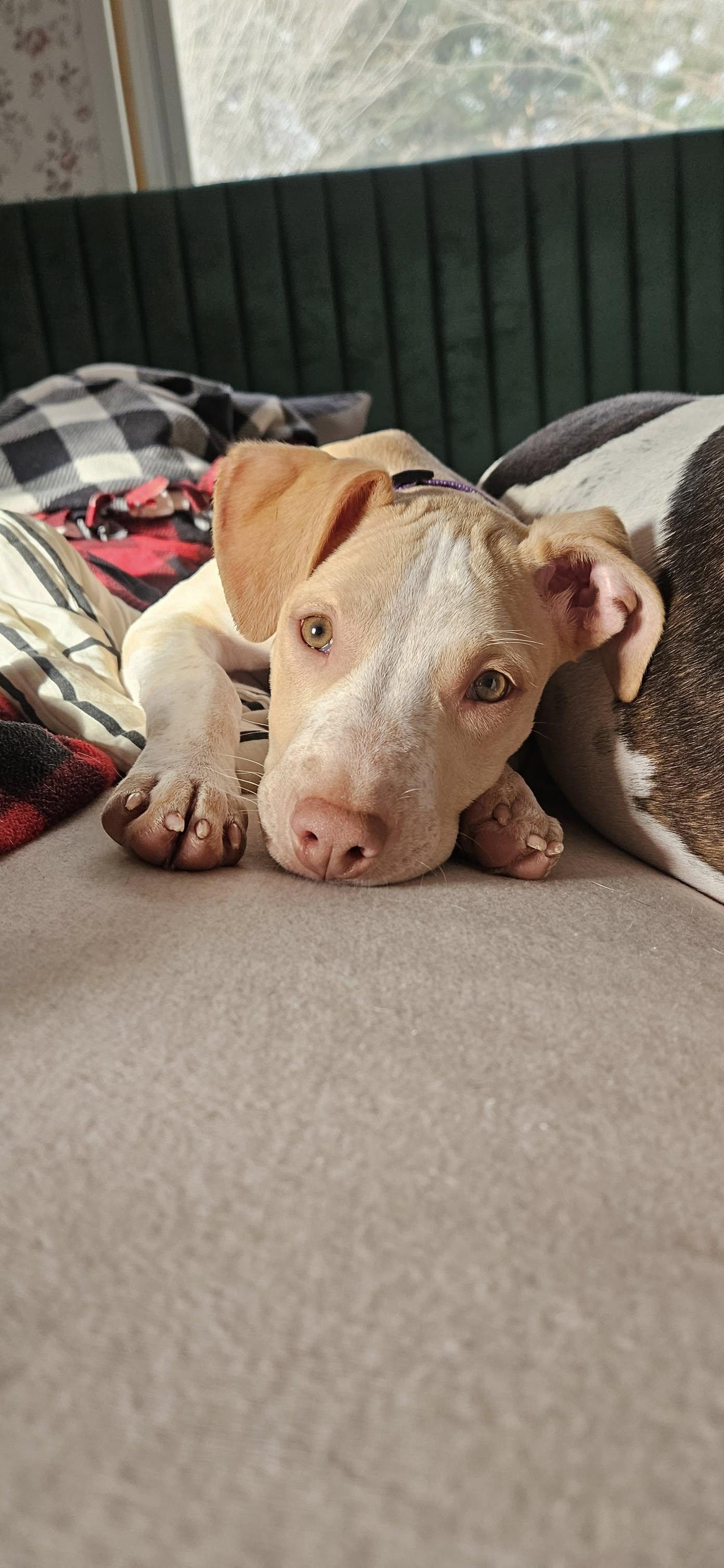 Faye (Felicity's Pup)