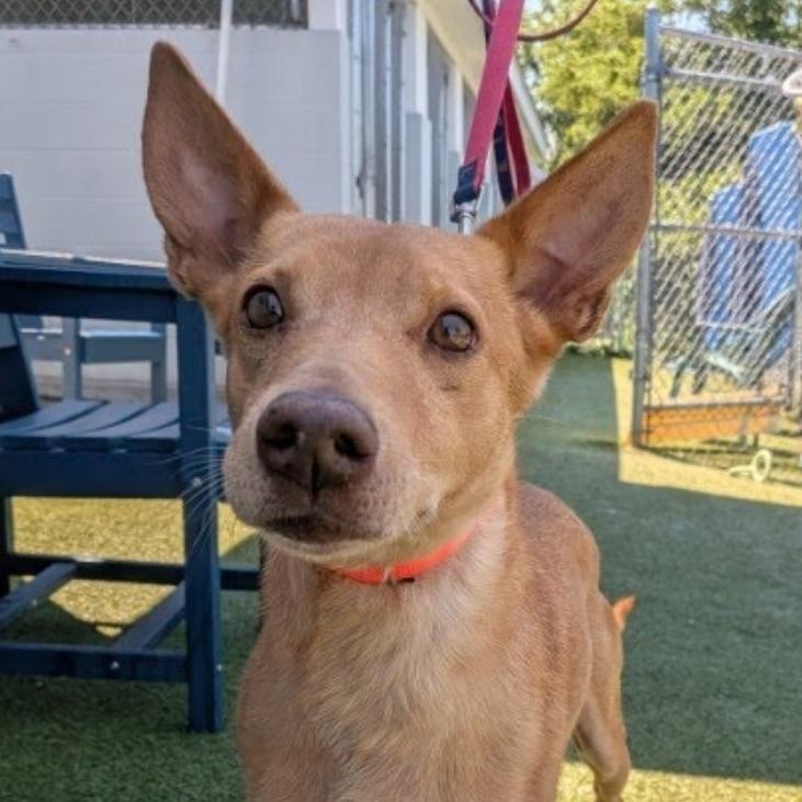 Petu, Adoptable, Senior Male Portuguese Podengo.