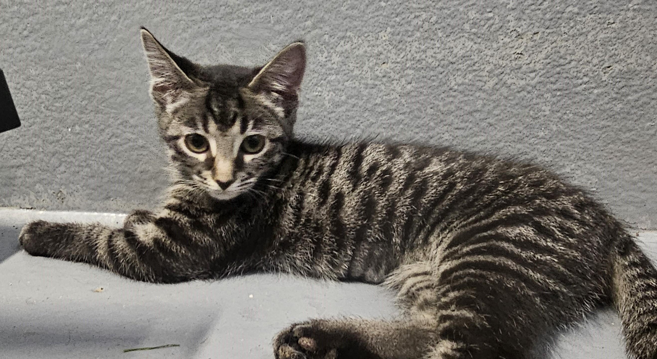 KitKat