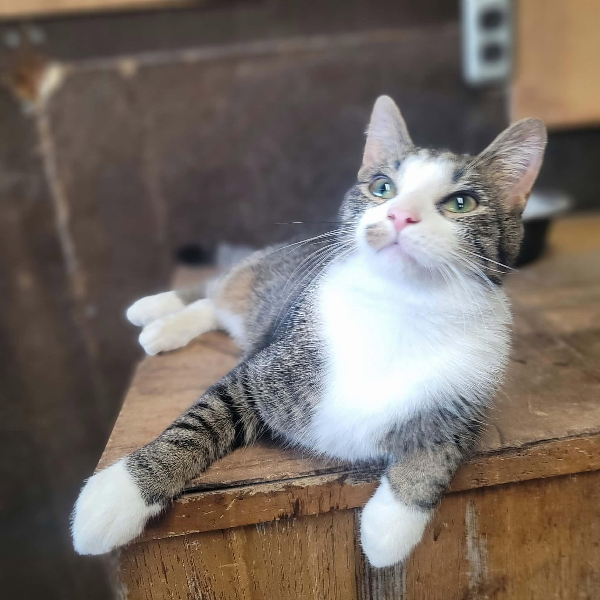 Enlarge Firecracker, a Adoptable Domestic Short Hair in Dakota, IL image 2/2