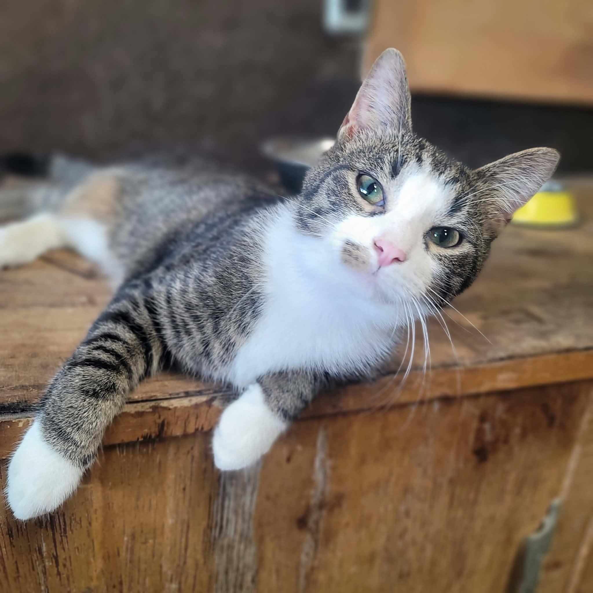 Firecracker, Adoptable, Young Male Domestic Short Hair.